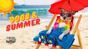 Dogs in Summer