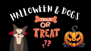 Halloween & Dogs Blog