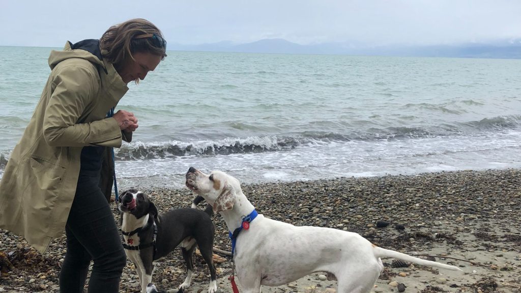 Dog training Motueka