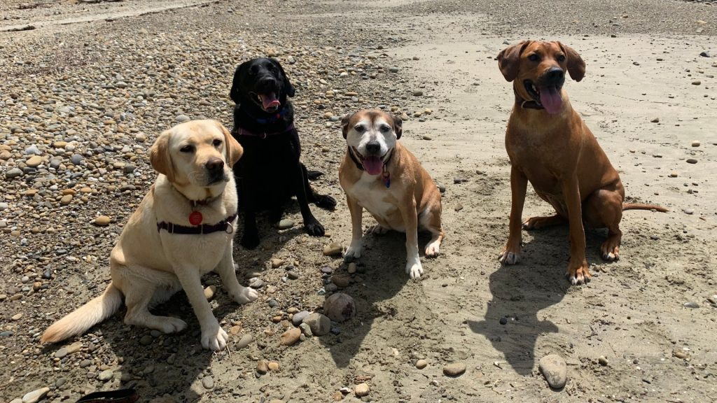 Dog training Motueka
