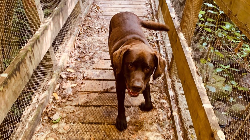 Dog behaviour specialist Mapua