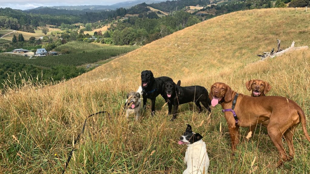Dog behaviour specialist Mapua