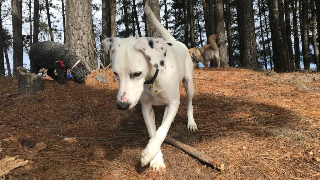 Private dog coaching NZ
