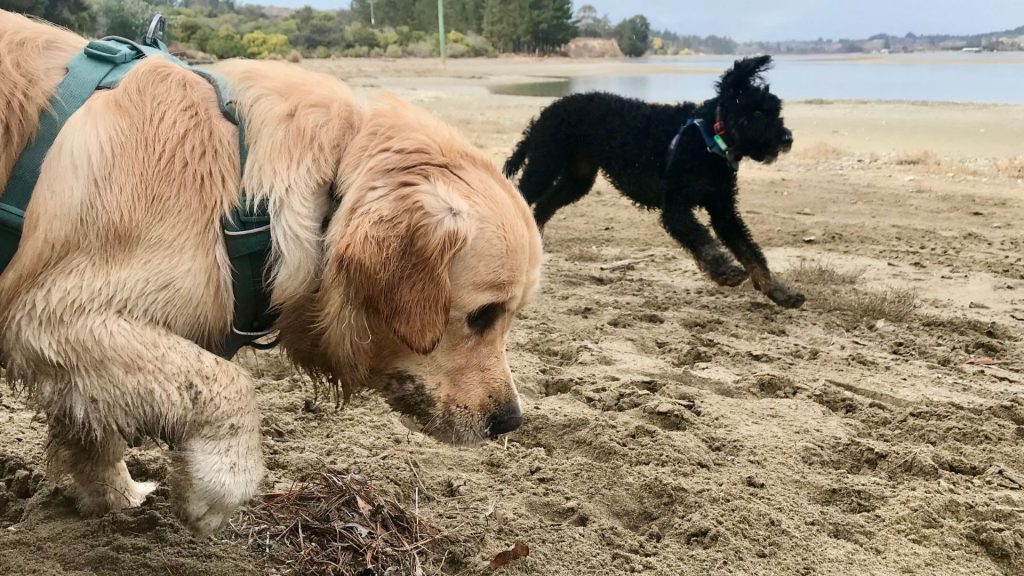Private dog coaching NZ
