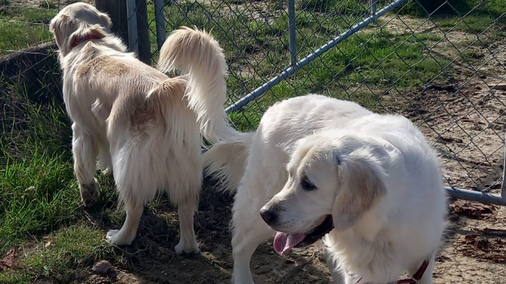 Private dog coaching NZ