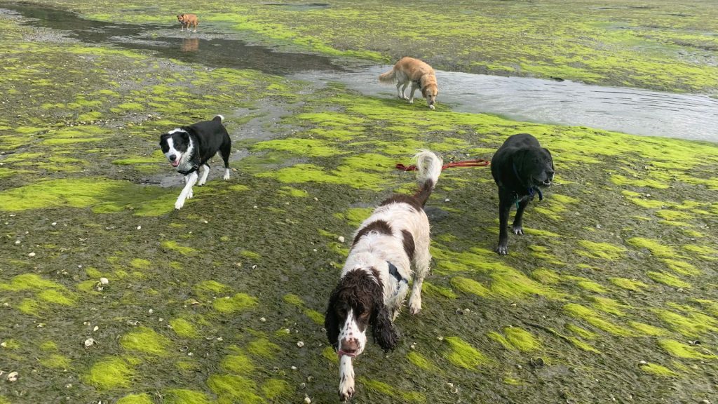 Professional dog walker Mapua