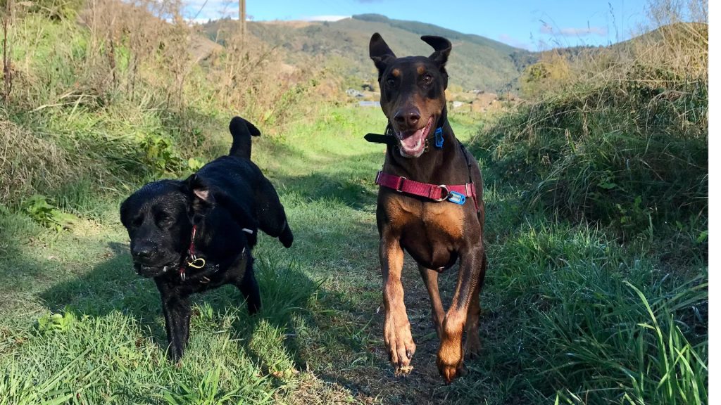 Puppy socialisation classes NZ