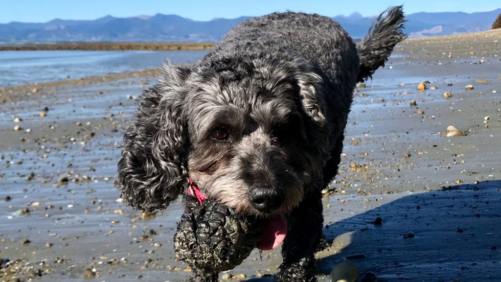 Puppy socialisation classes NZ