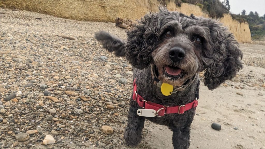 Online dog training courses NZ