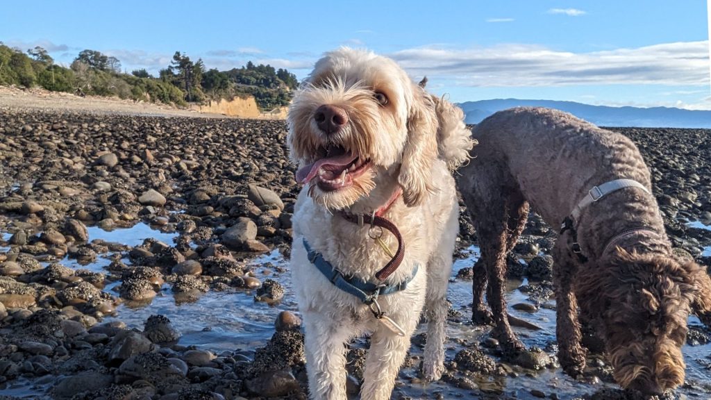Online dog training courses NZ