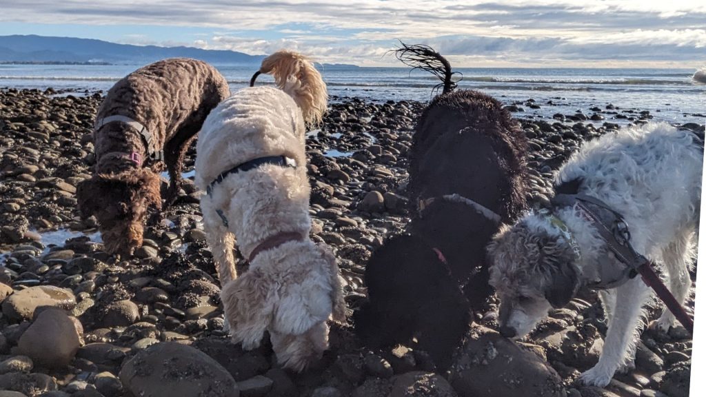Expert dog trainer