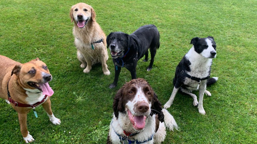 Professional dog walker Mapua