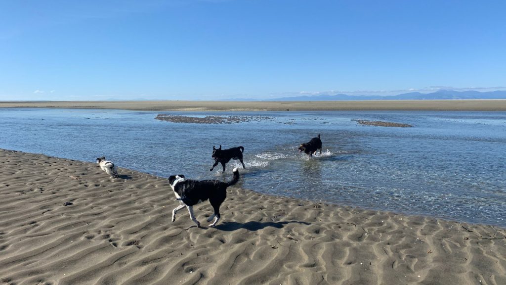 Dog walking service Motueka