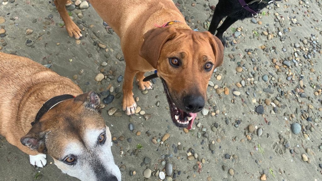 Dog walking service Motueka