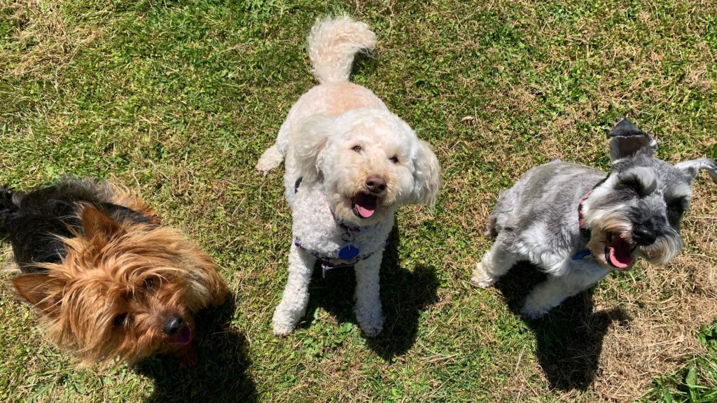 Dog walking service Motueka