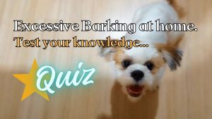 Gentle dog training techniques