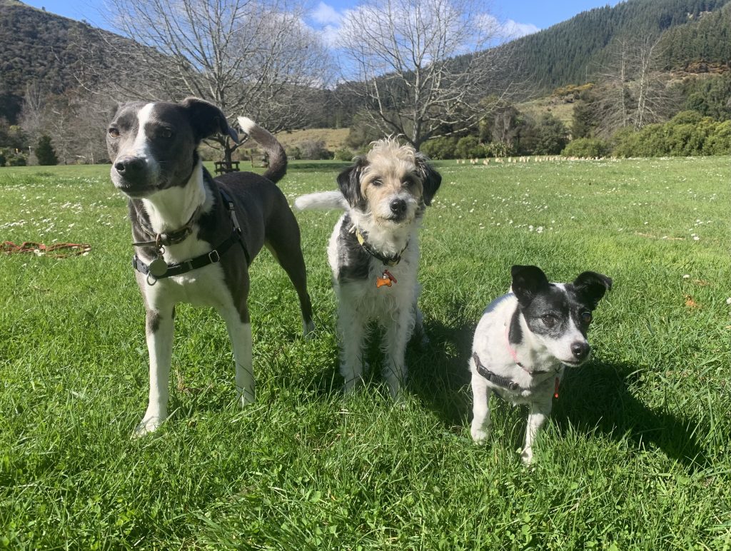 Expert dog trainer