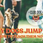 Why dogs jump up (and how to teach them not to!)