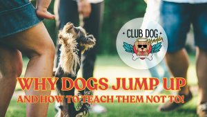 Why dogs jump up?